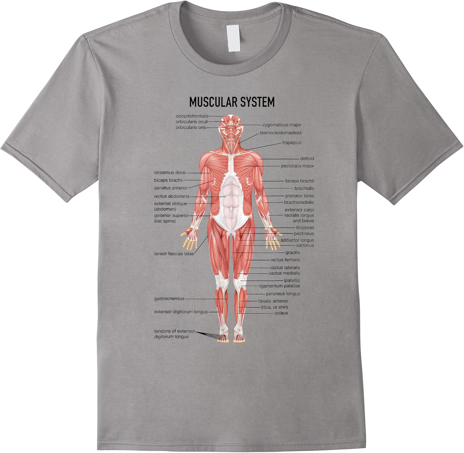 muscular system nurse doctor funny med medical jokes humor t shirt skuid 146008 item.jpg